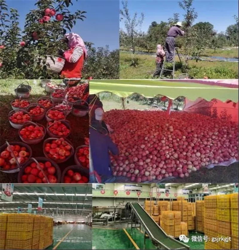 金控平涼擔保助力平涼金果產業發展