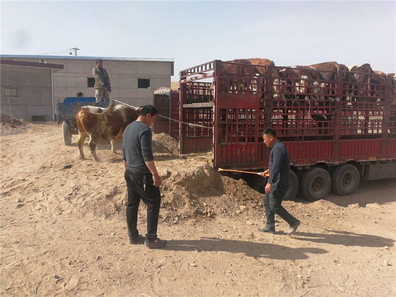 202003301585550149134706.jpg 2.jpg