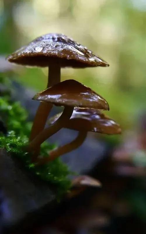 圖片關(guān)鍵詞 國家蘑菇地理:中國哪里的蘑菇最好吃?