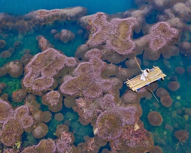 圖片關(guān)鍵詞 國家蘑菇地理:中國哪里的蘑菇最好吃?