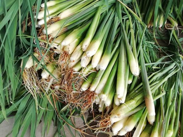 圖片關(guān)鍵詞 國家蘑菇地理:中國哪里的蘑菇最好吃?