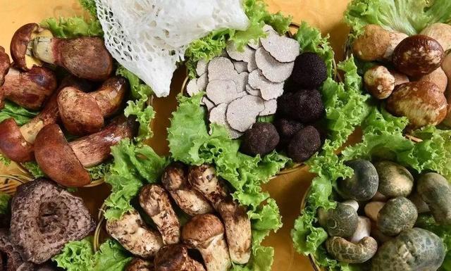 圖片關(guān)鍵詞 國家蘑菇地理:中國哪里的蘑菇最好吃?