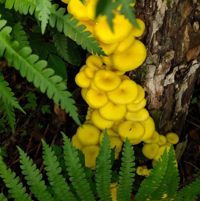 圖片關(guān)鍵詞 國家蘑菇地理:中國哪里的蘑菇最好吃?