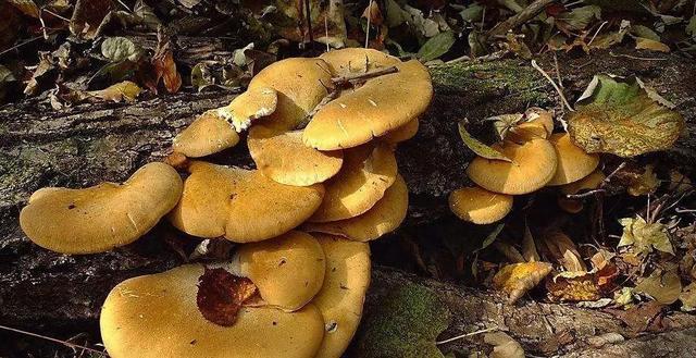 圖片關(guān)鍵詞 國家蘑菇地理:中國哪里的蘑菇最好吃?