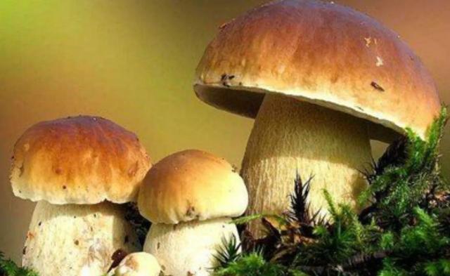 圖片關(guān)鍵詞 國家蘑菇地理:中國哪里的蘑菇最好吃?