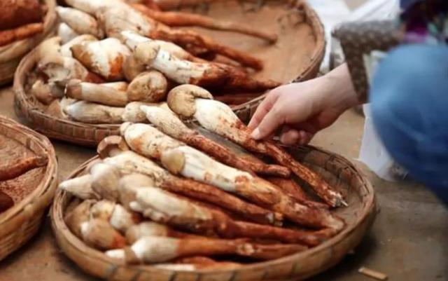 圖片關(guān)鍵詞 國家蘑菇地理:中國哪里的蘑菇最好吃?