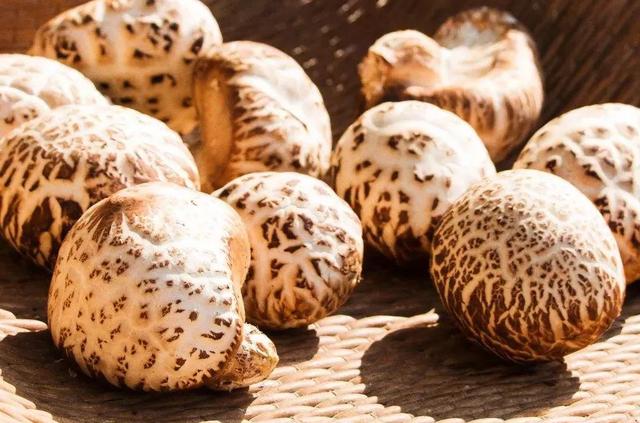 圖片關(guān)鍵詞 國家蘑菇地理:中國哪里的蘑菇最好吃?