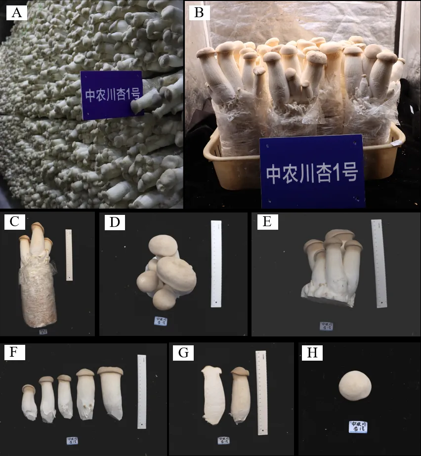 圖片關鍵詞 圖片關鍵詞