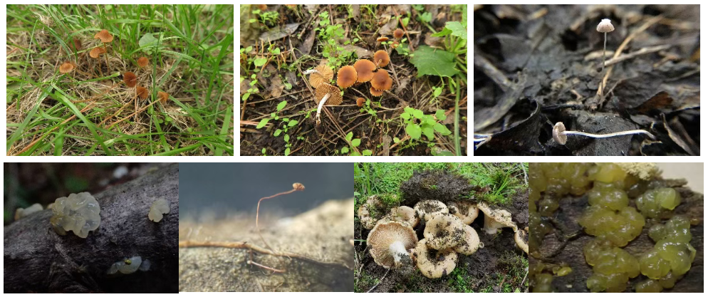 圖片關(guān)鍵詞